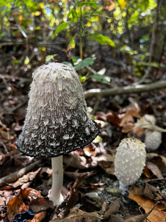 Shaggy Mane